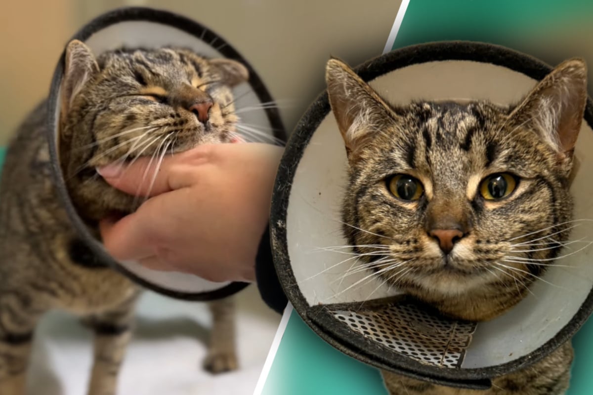 Katze-landet-schwer-verletzt-im-Tierheim-Mitarbeiter-bemerken-merkw-rdiges-Detail