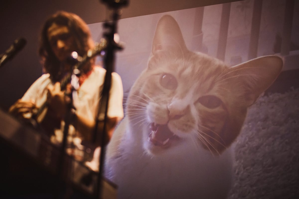 Kuriose Musik: Hier sind Katzen der Star