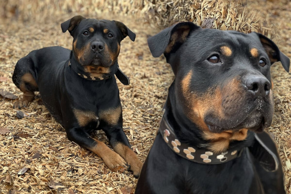 Tierpfleger-geben-Hoffnung-nicht-auf-Hund-Ronny-bringt-viel-Potenzial-mit-
