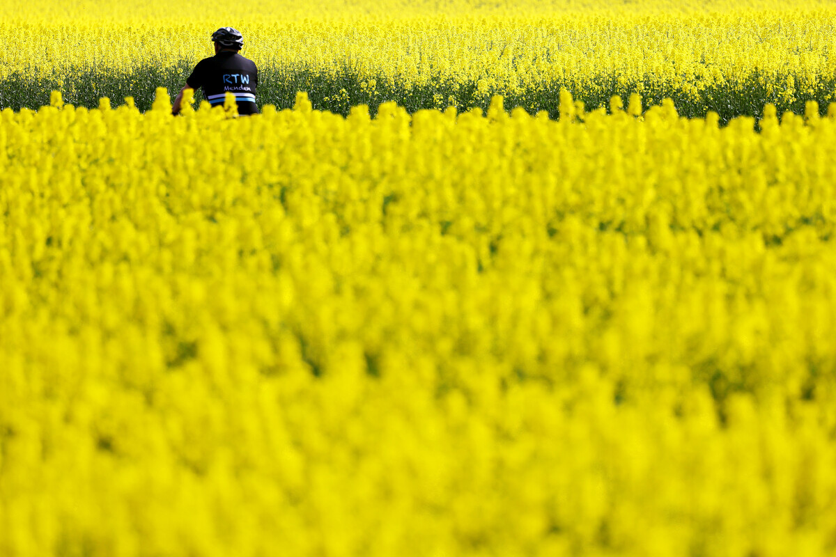 Was blüht jetzt so Gelb auf den Feldern?