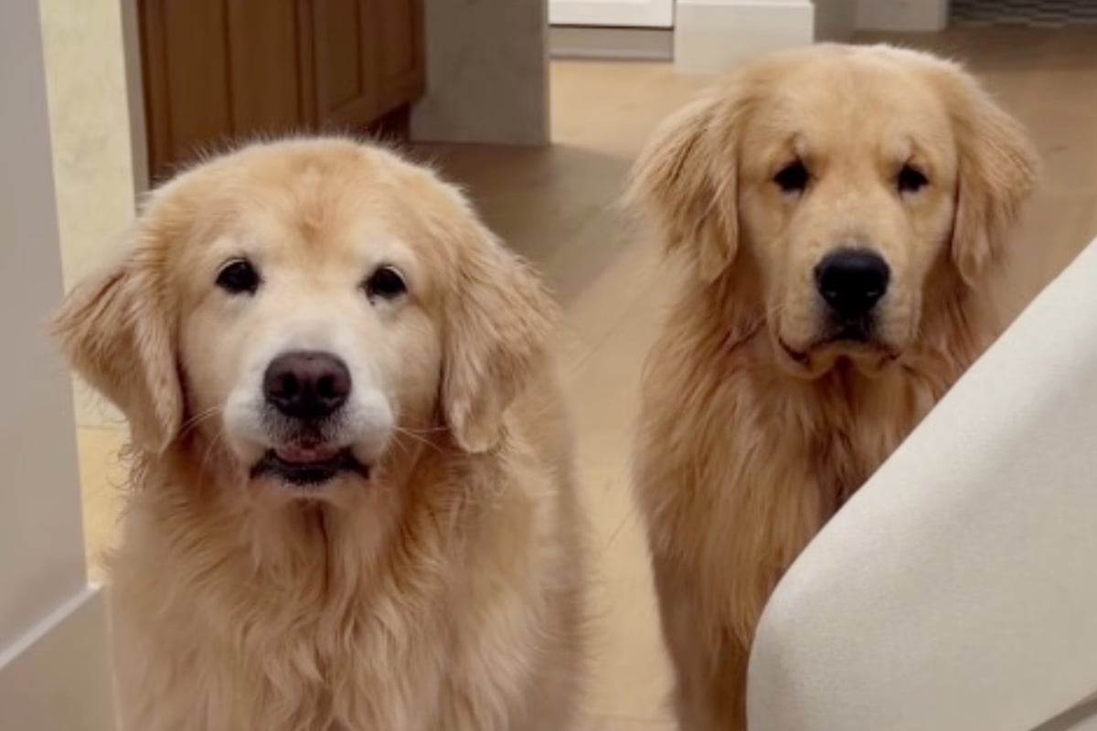 Dog owner adopts another golden retriever to entertain her older one – but things don't go to plan!