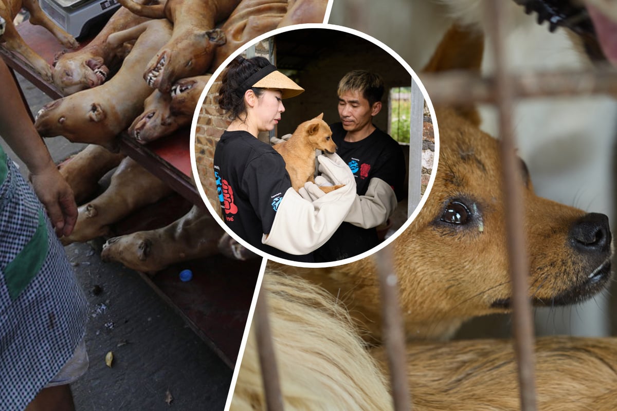 Kurz vor Ekel-Festival gerettet: Hunde-Schlachthaus von Tier