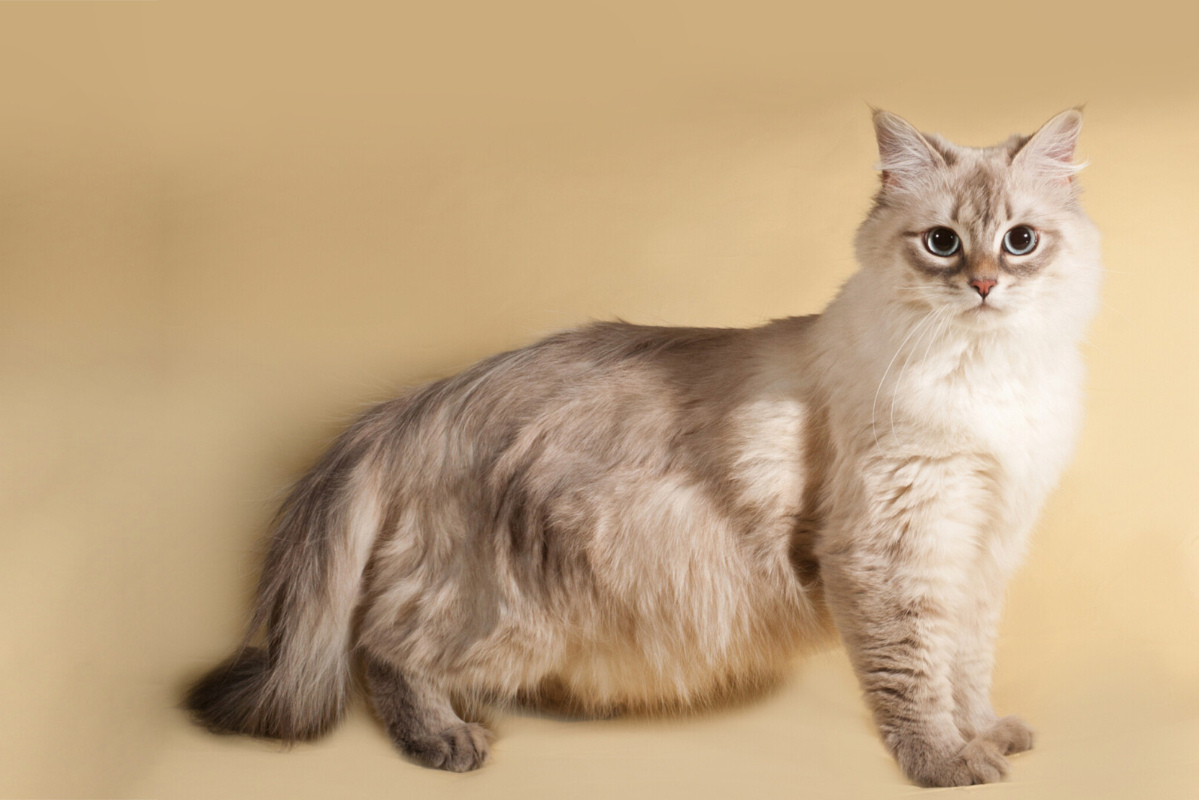 How Long Are Cats Pregnant 