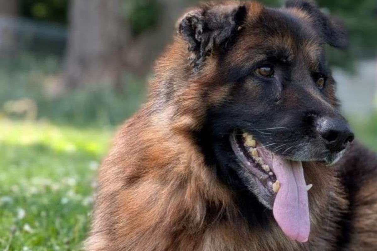 Von-schwerer-Krankheit-l-sst-er-sich-nicht-stoppen-Sch-ferhund-Taiga-sucht-ein-Zuhause