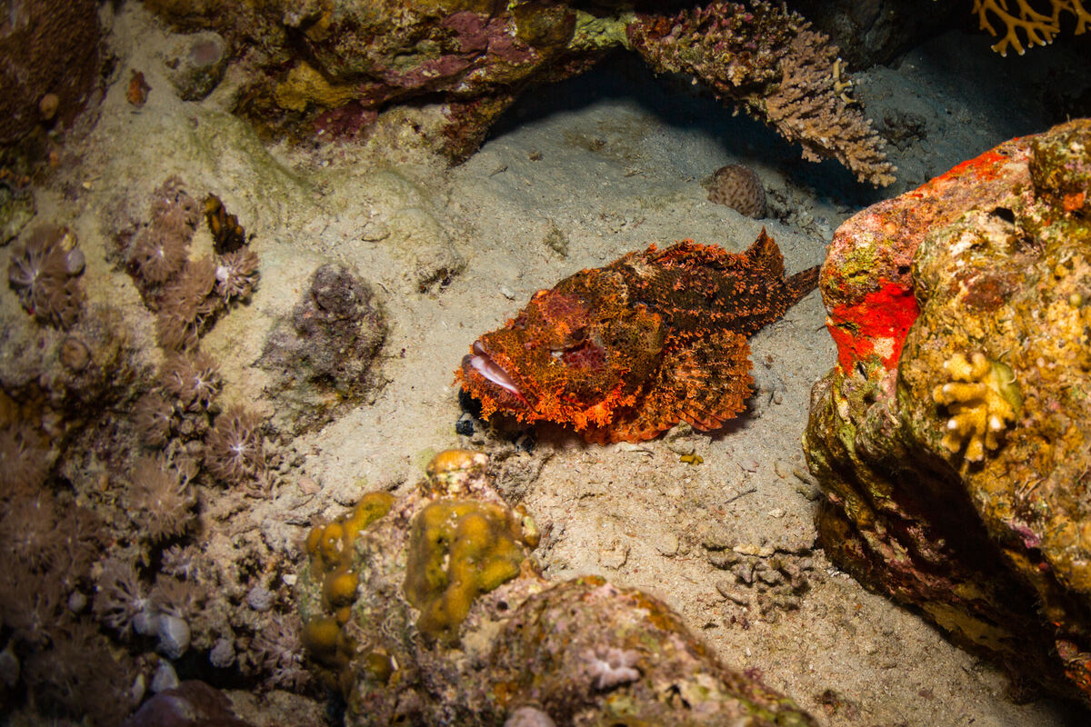 Giftigster Fisch der Welt Er tarnt sich meisterhaft