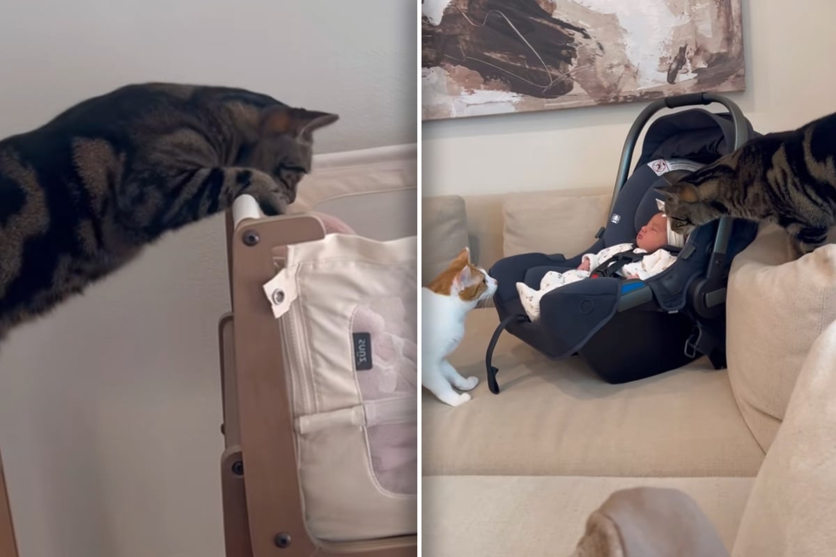 Katzen lernen Baby kennen: Was eine von ihnen dann tut, geht so vielen ans Herz
