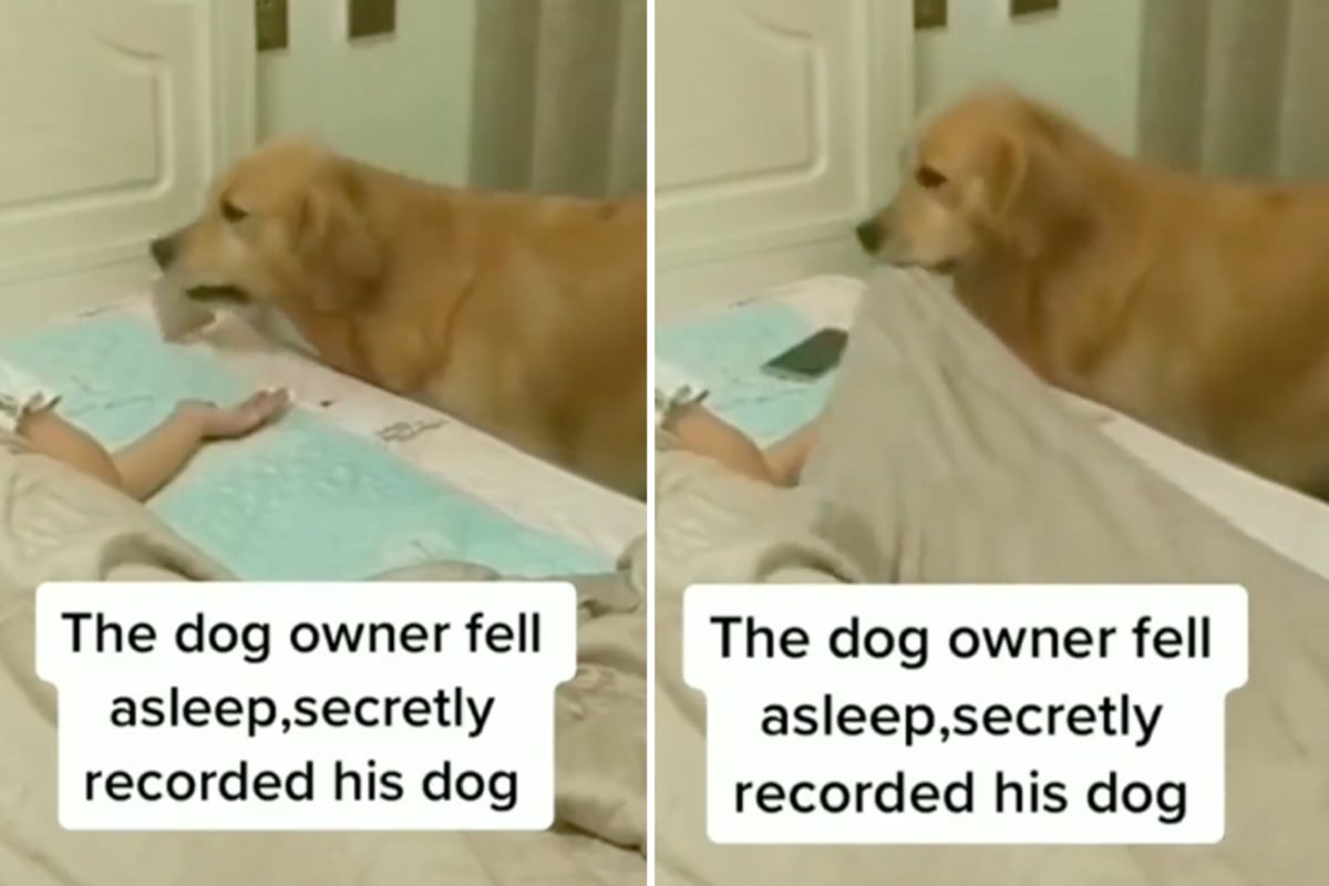 Golden retriever puts its human to bed with the most adorable routine