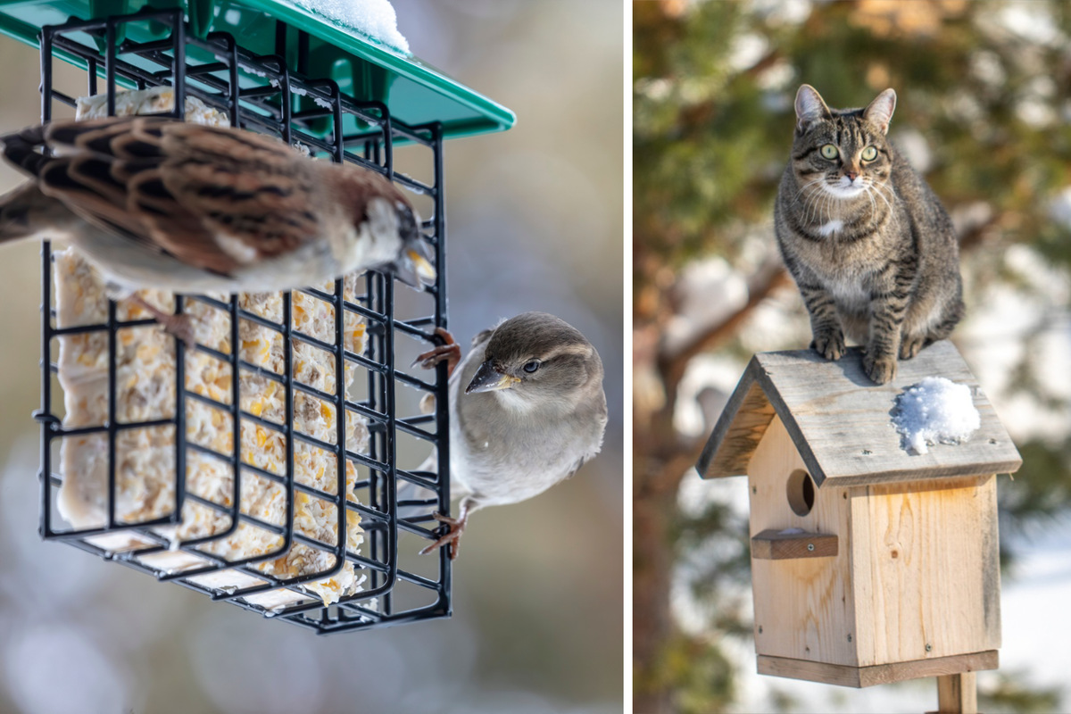 Vögel im Winter füttern: Sollte man das als Katzenhalter tun?