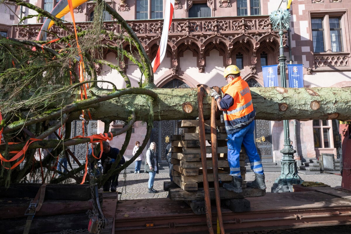 Weihnachtsbaum in Frankfurt Bei 20 Grad angeliefert Diesen Namen hat er