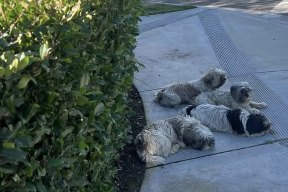 Vier Hunde einfach am Straßenrand ausgesetzt: Ihr Schicksal bricht Herzen