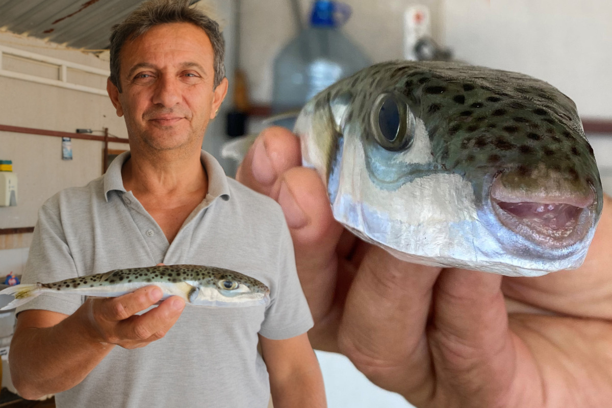 Türkische Regierung sagt Kugelfisch den Kampf an
