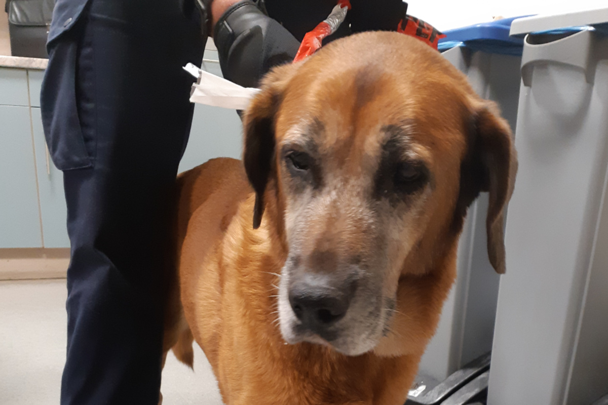 Freilaufender Hund zwischen den SBahnGleisen Wem gehört dieser