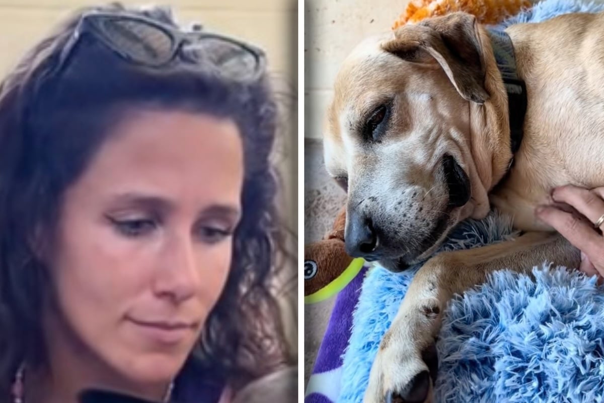 12-year-old dog's abandonment story has shelter worker in tears: "My heart is shattered!"