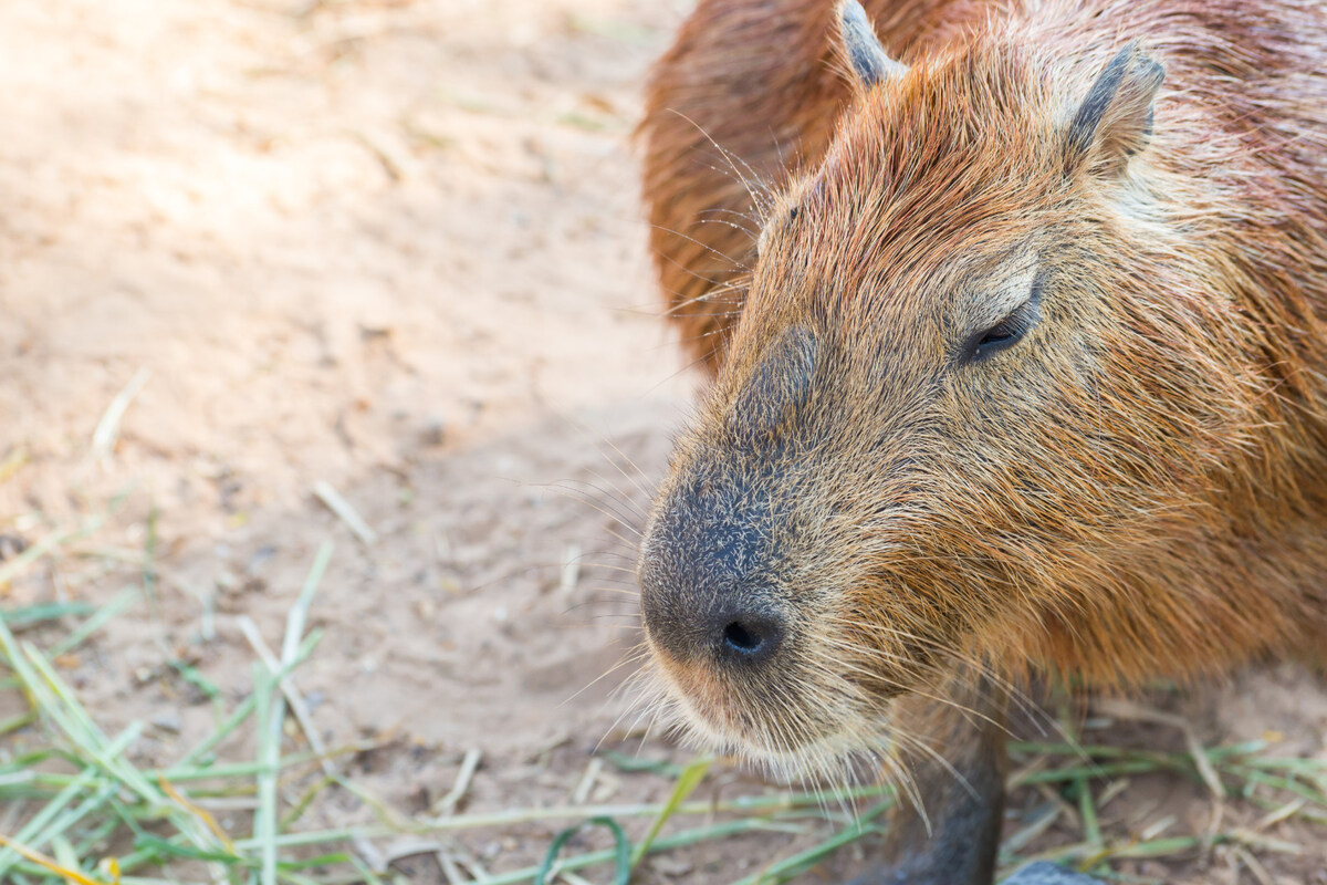 Alte Capybara müssen Leipziger Zoo verlassen: Die sind halt sehr