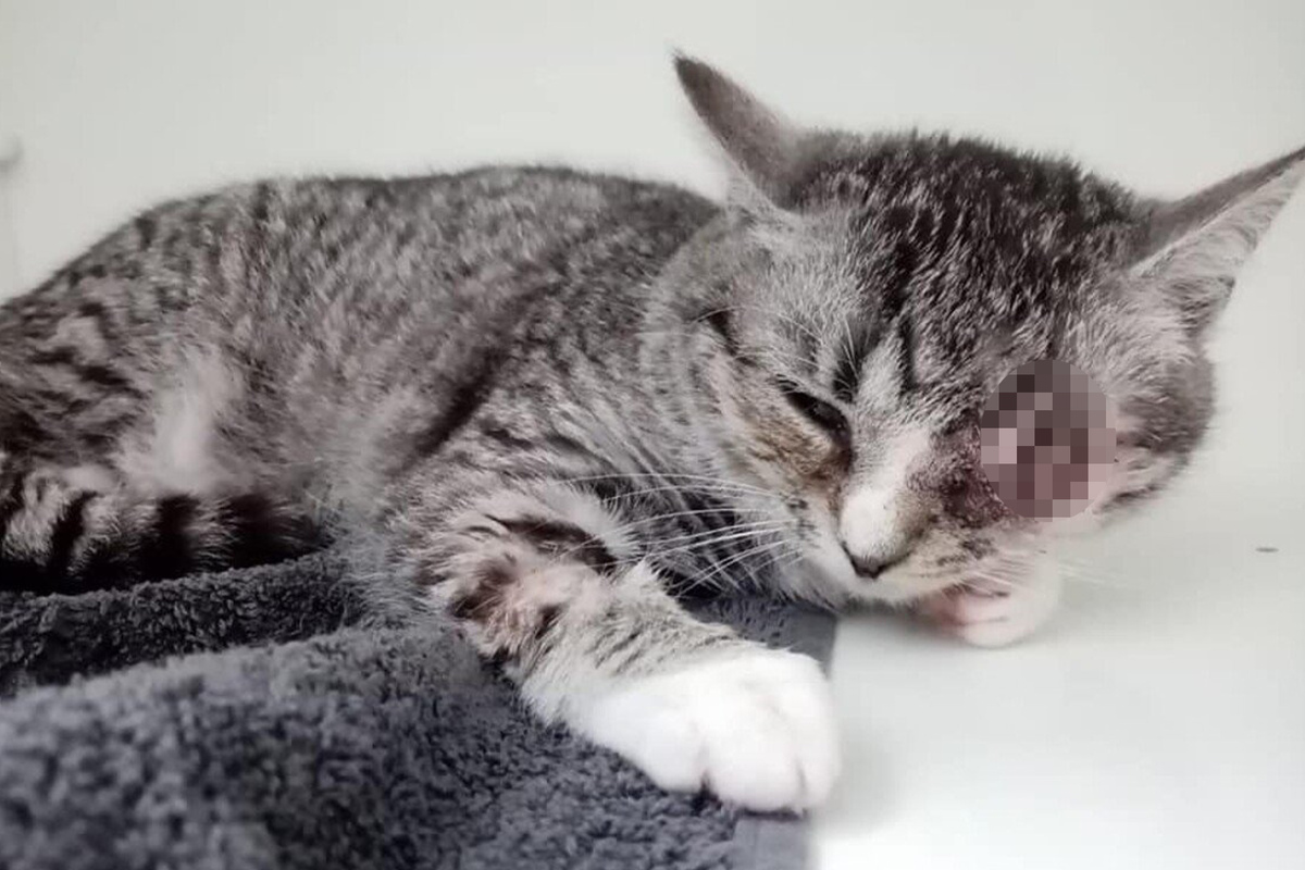 Medikamente schlugen einfach nicht an: Kätzchen Elli muss nun mit nur einem Auge leben