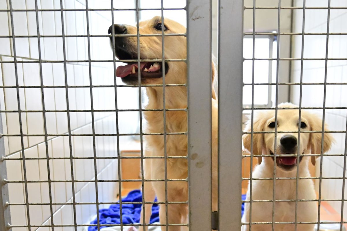 Tierheime-machen-Pause-und-das-aus-gutem-Grund