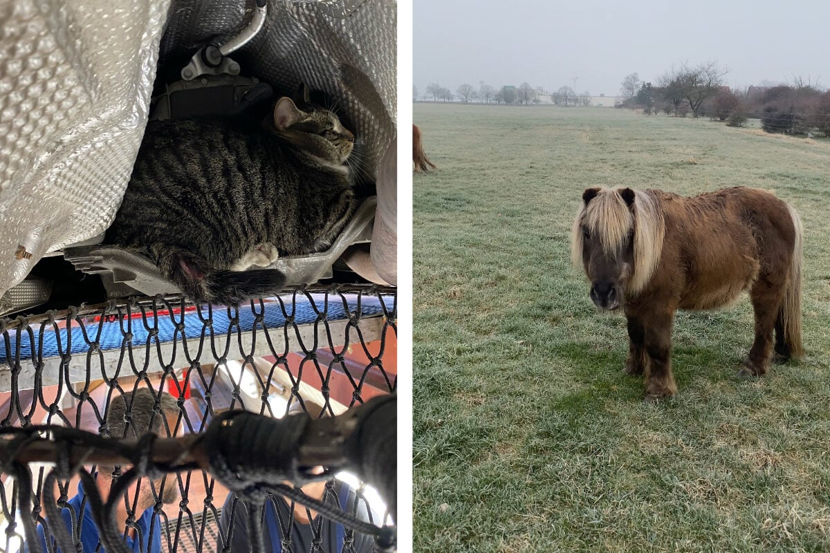 Katze im Auto, Ponys ausgebüxt: Erfurter Polizei hilft drei Tieren aus der Klemme