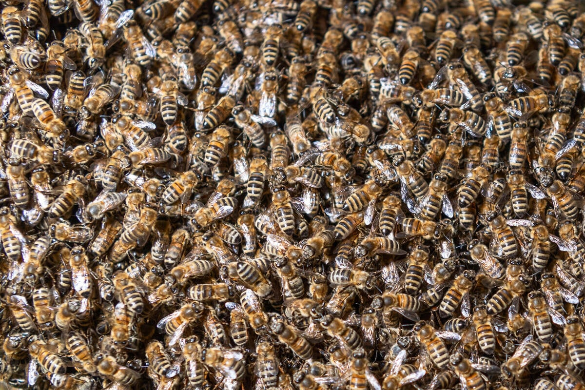 Tödlicher Bienen-Angriff: Mann will Baum entfernen und sticht ins Nest