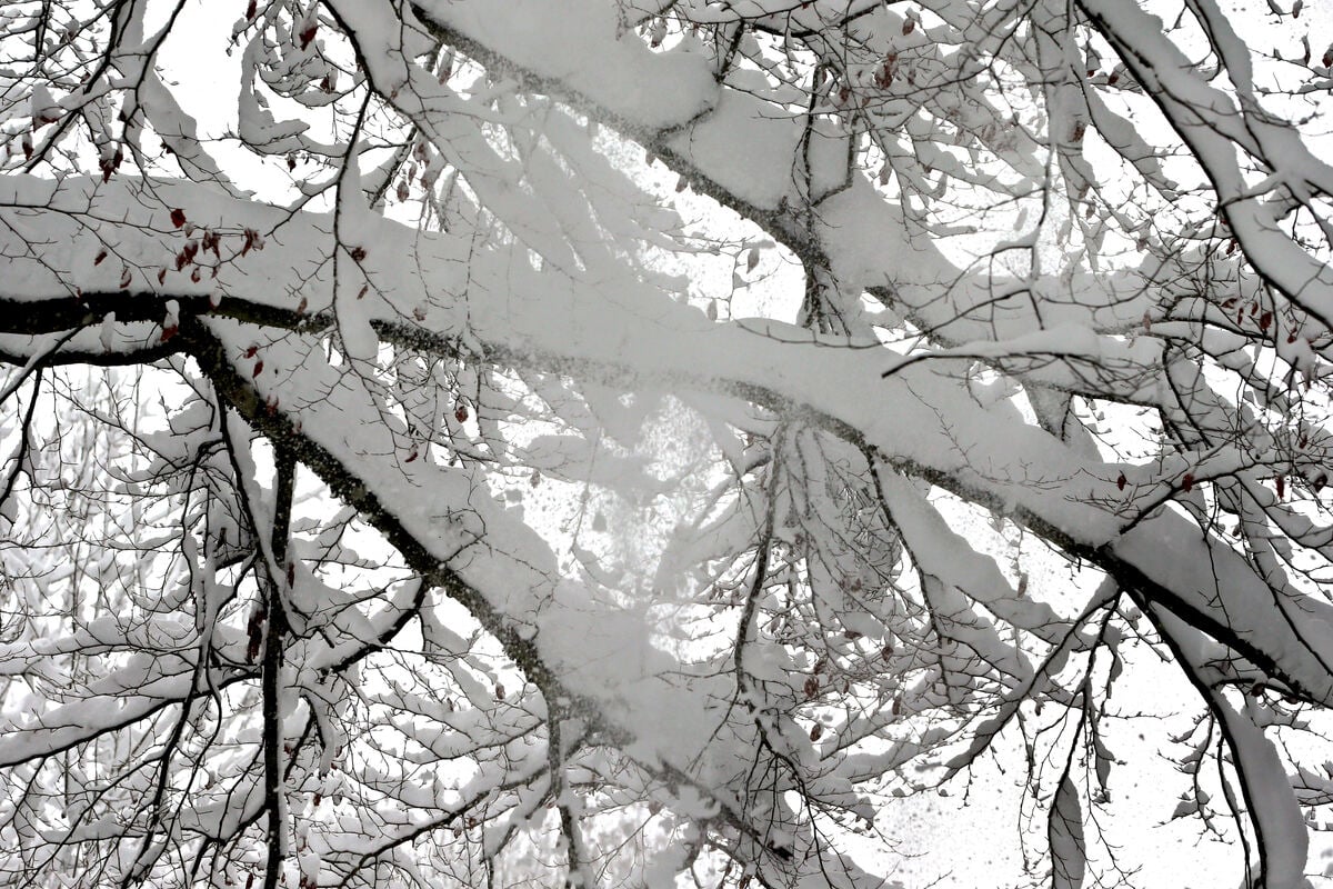 Schnee-Massen-fordern-weiteres-Todesopfer-Ast-st-rzt-auf-Radfahrer