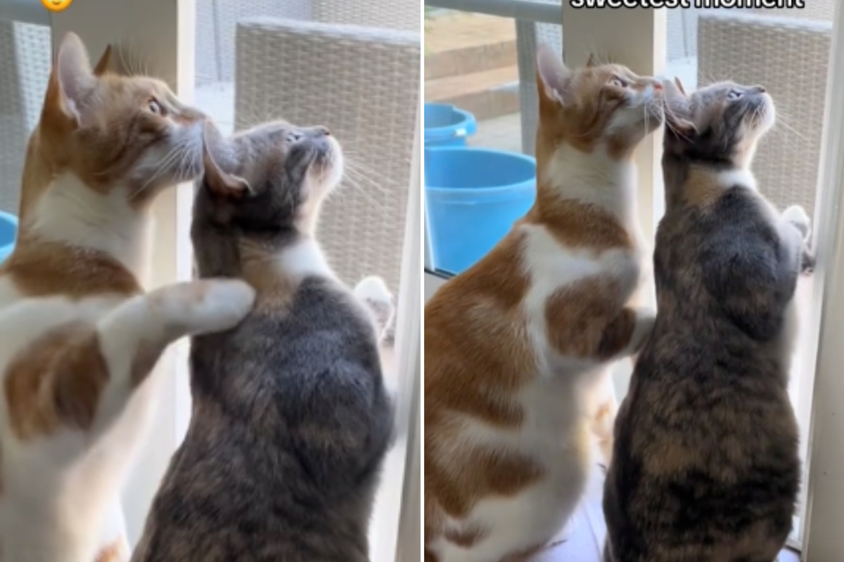 Cat siblings are too cute for words during birdwatching session