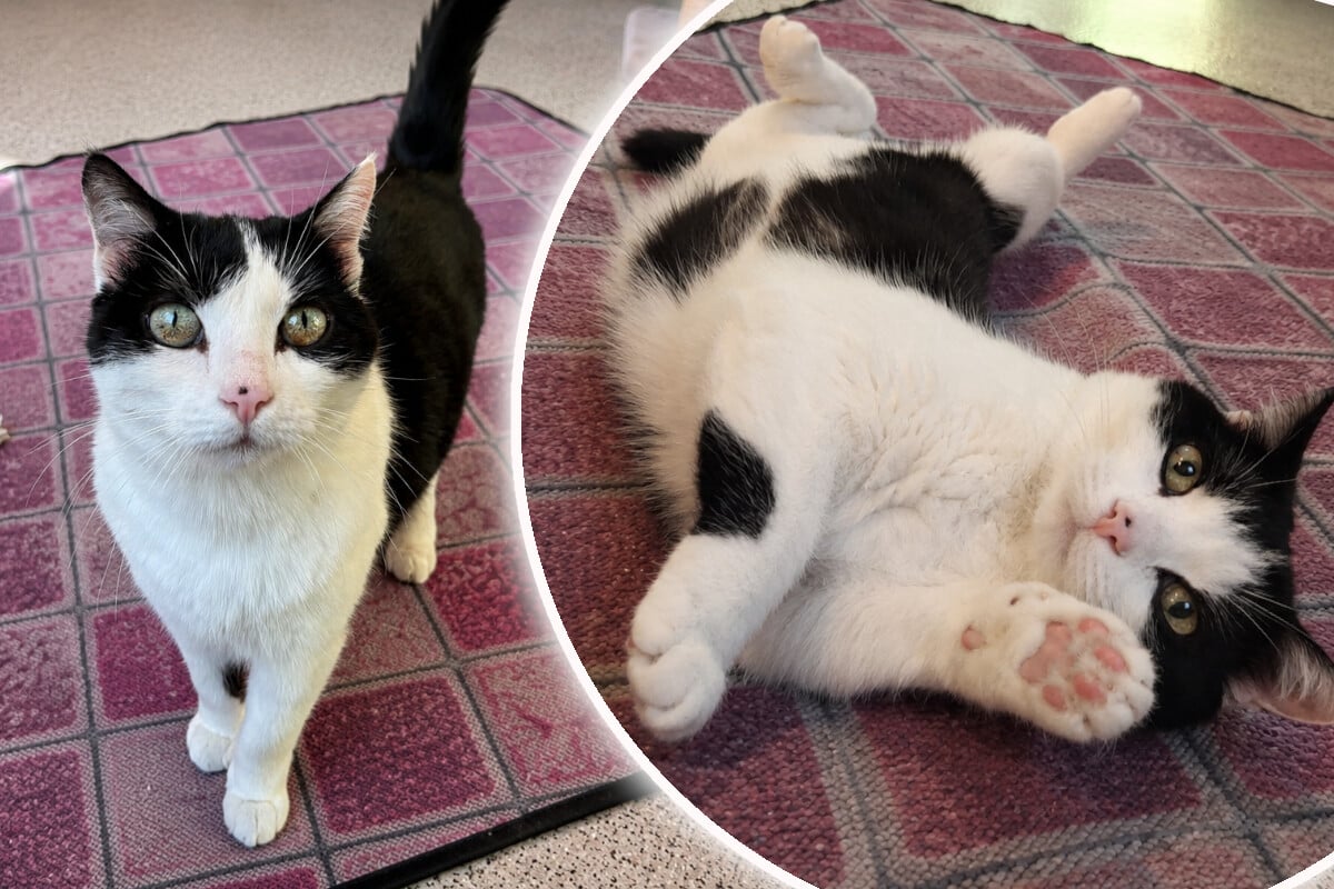 Miu-Miu-ist-auf-Deine-Hilfe-angewiesen-Wer-hat-ein-gro-es-Herz-f-r-die-kleine-Katze-