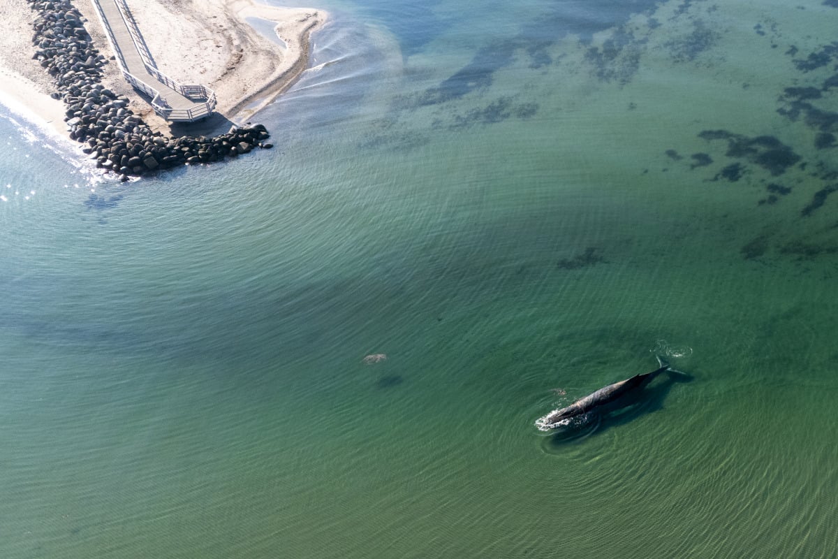 Gestrandeter Buckelwal in der Ostsee: Saugbagger-Einsatz gestoppt!