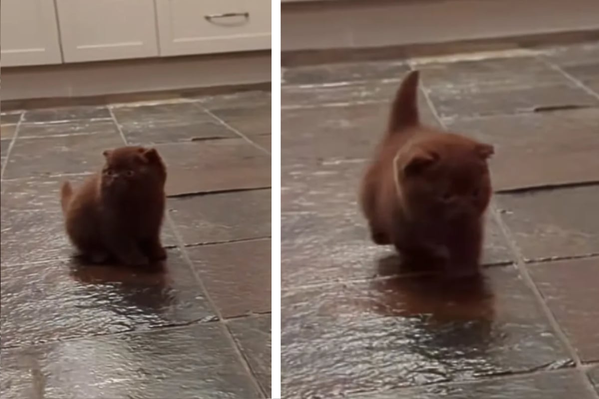 Kitten born with rare disorder learns to walk in heartmelting video: "He proved them wrong"