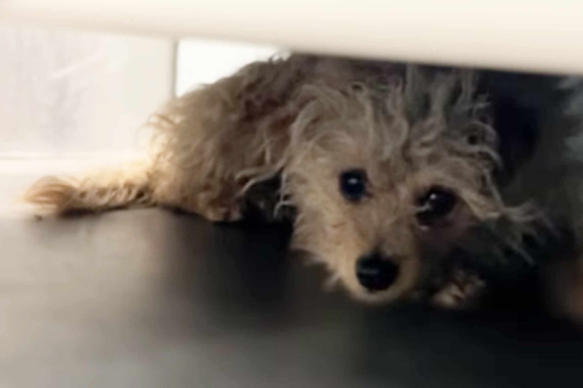 Retter finden Hund nach zwei Monaten: Was ihnen Besitzerin dann sagt, bricht ihre Herzen