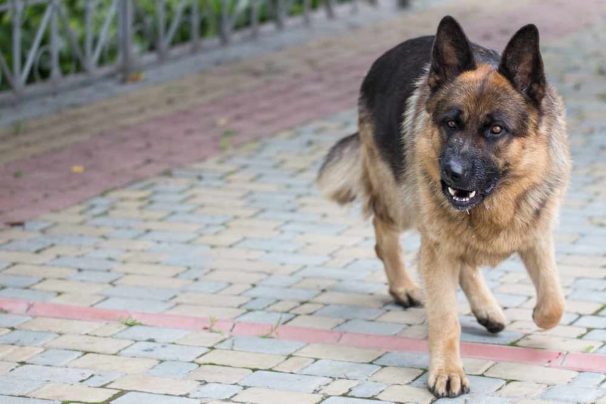 Rentnerin nach Hundeattacke gestorben: So urteilt Gericht über den Besitzer