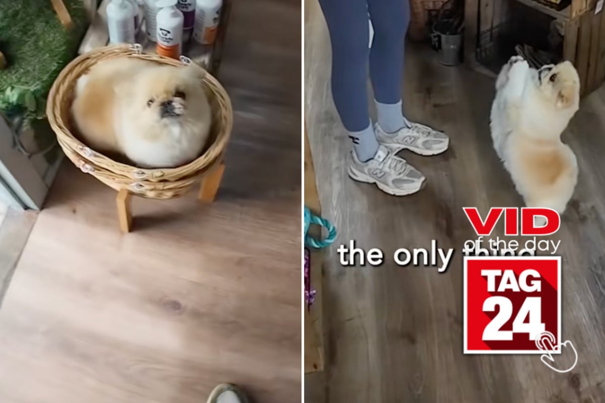 Viral Video of the Day for May 22, 2026: Fluffy dog named Peanut is Employee of the Month – every month!