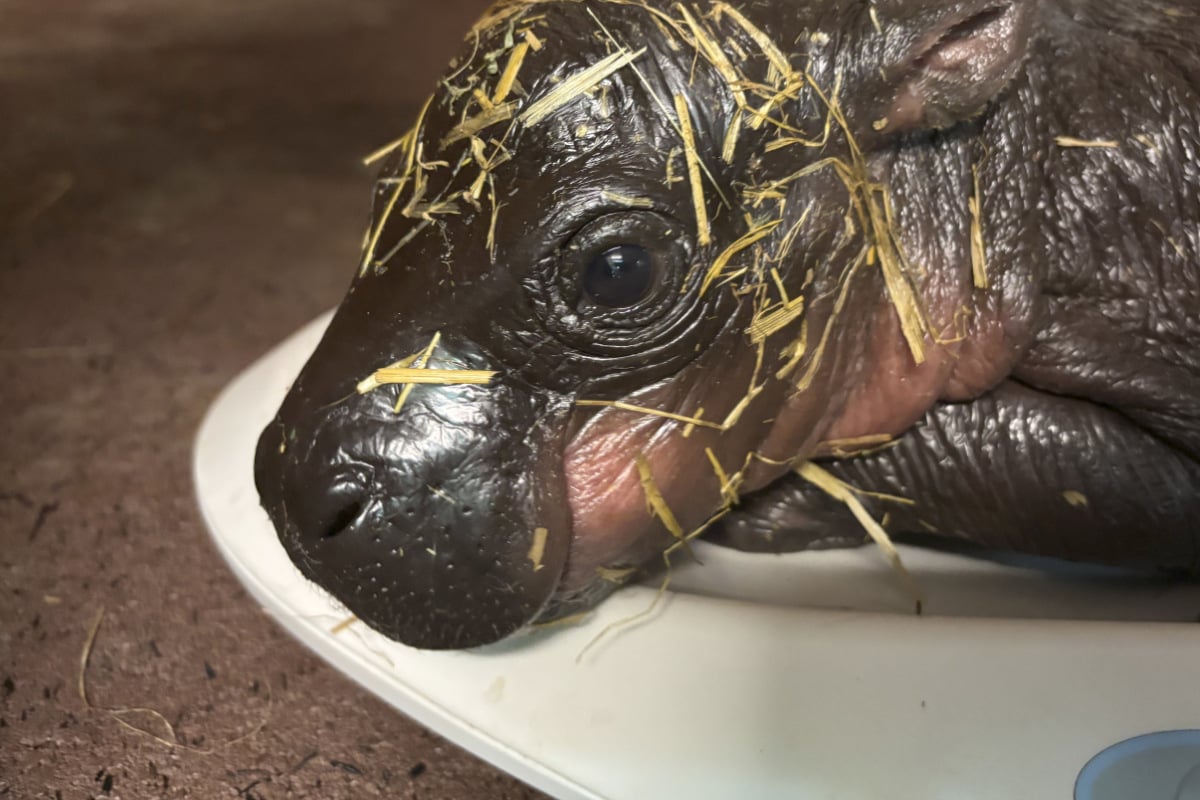 Wieder Nachwuchs im Zoo Berlin: Debbie bringt süßes Zwergflusspferd zur Welt