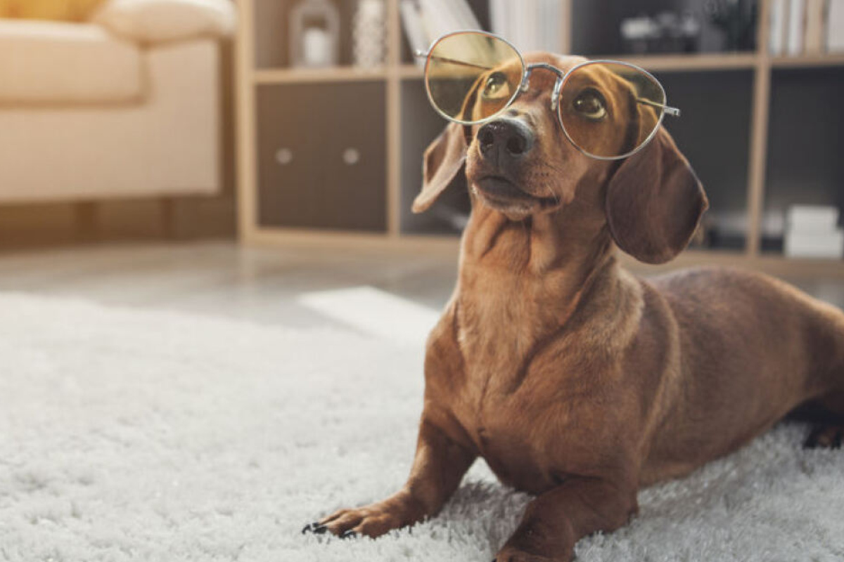 Can dogs lie and trick humans on purpose?