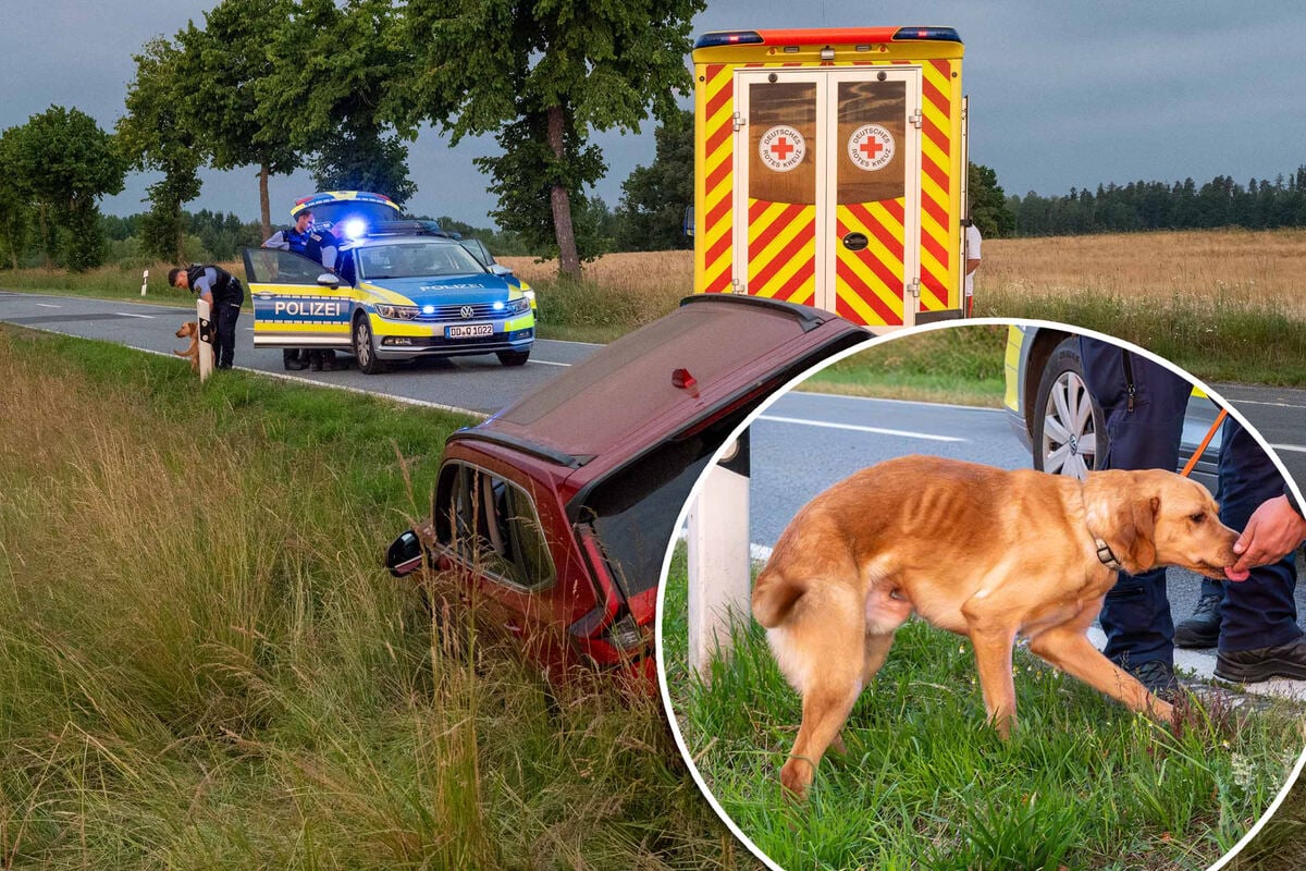 Autofahrer-rauscht-in-Graben-mit-ber-zwei-Promille-und-Hund