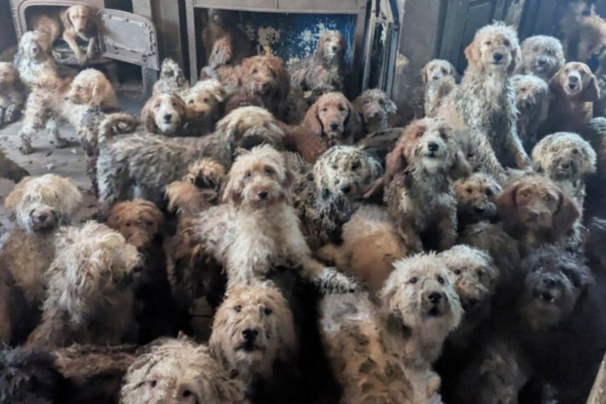 Tierschützer sollen Hunde von alter Frau retten: Dieses Bild bietet sich ihnen vor Ort