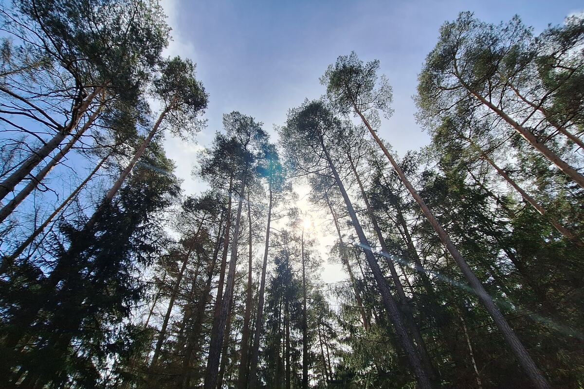 Waldbrandgefahr in Thüringen: Vierthöchste Gefahrenstufe in mehreren Regionen!