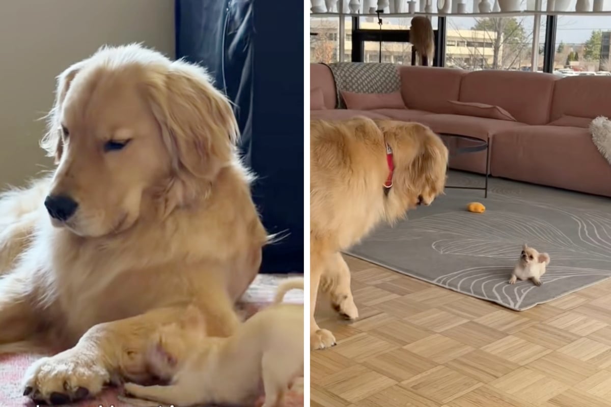 Dog brothers are complete opposites in these hilarious viral videos!