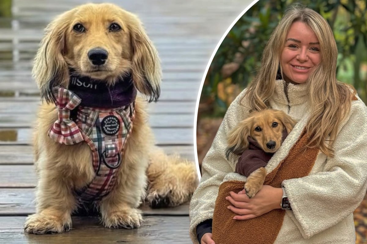 Vier Pfoten, viel Geld: So finanziert ein Dackel seinen Besitzern ihre Traumhochzeit