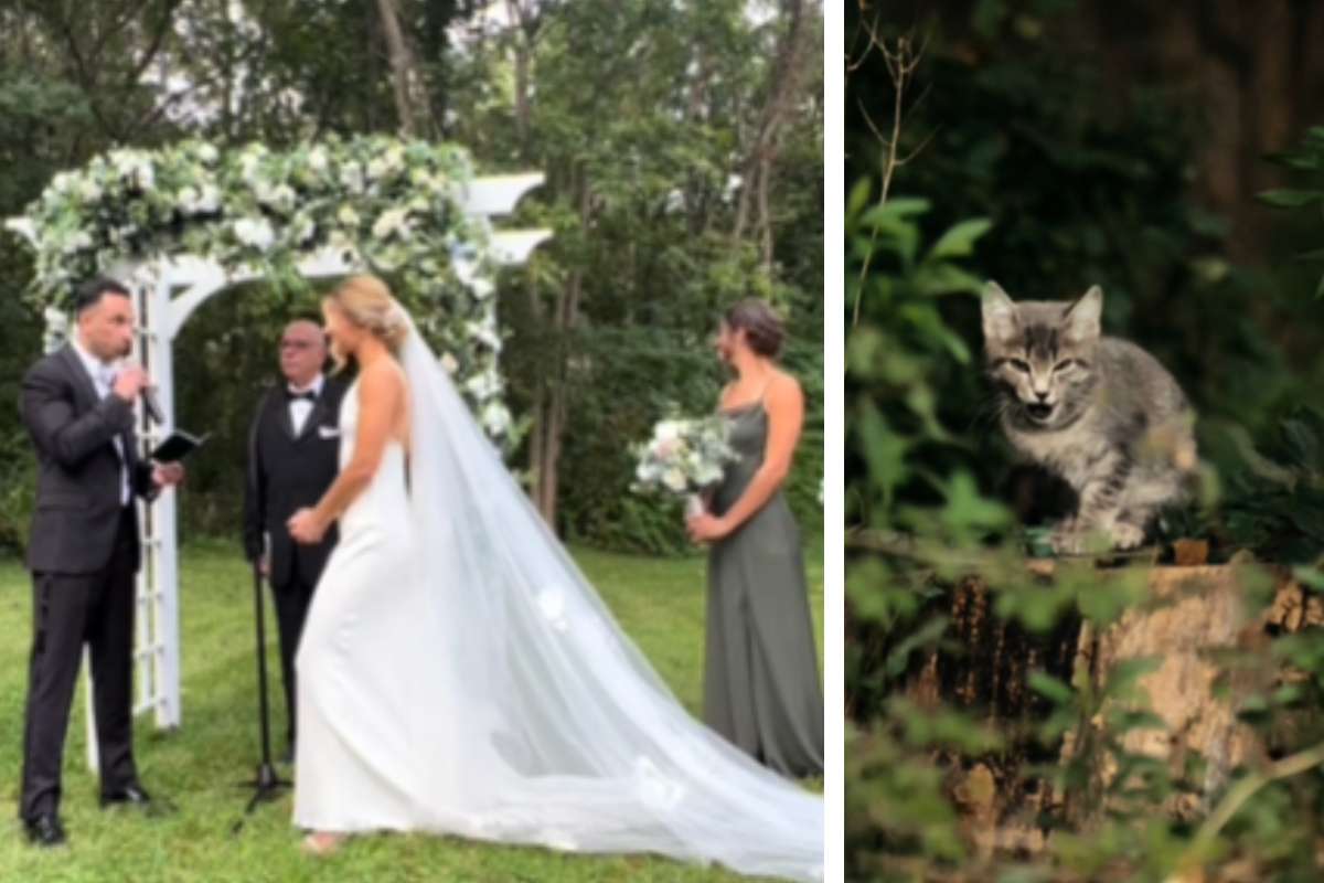Streunendes Kätzchen unterbricht Hochzeit: Reaktion des Paares verblüfft