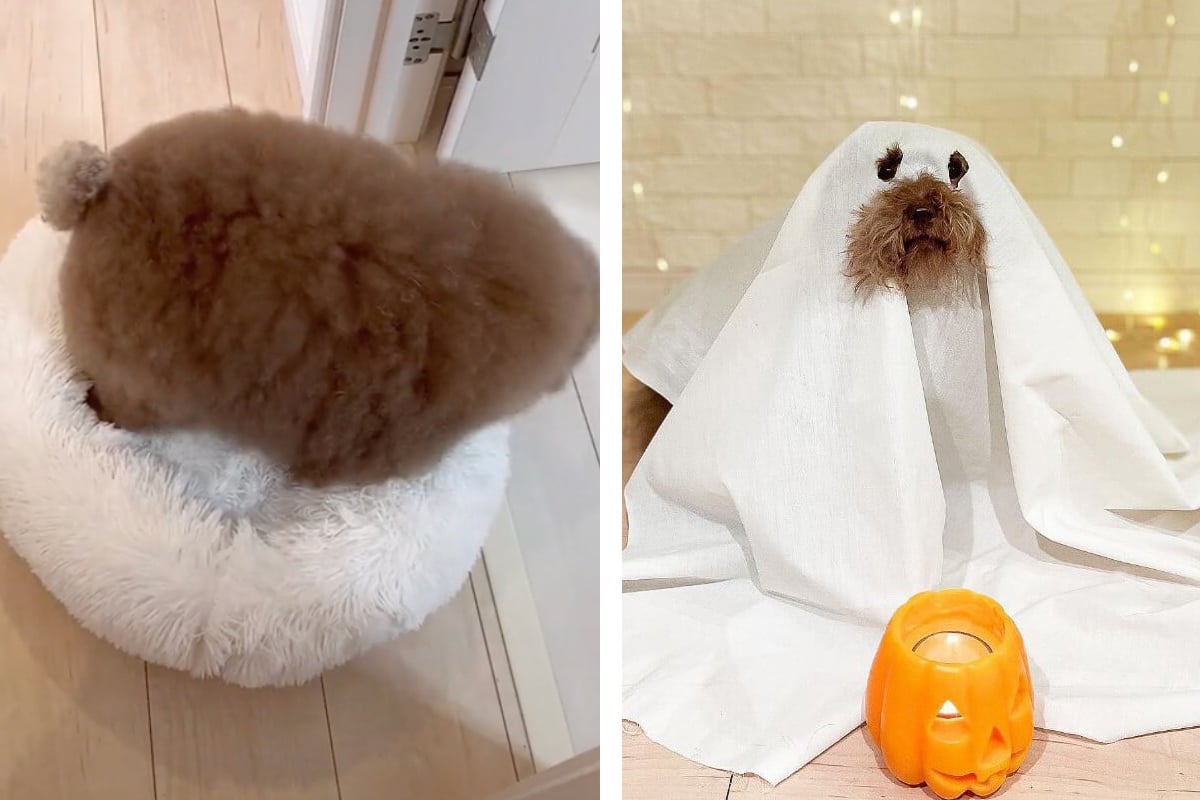 Is this the cutest dog in the world? Millions of fans think so
