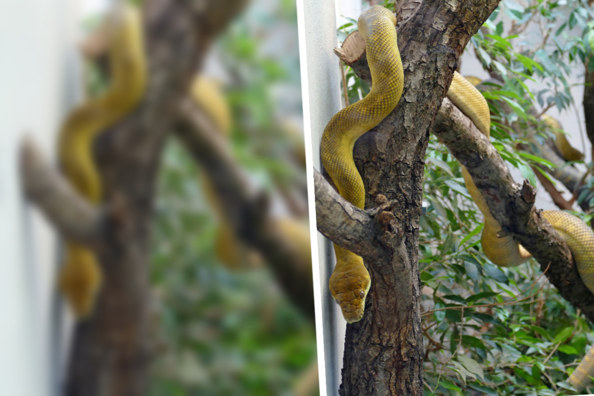 Extrem seltener Neuzugang: Diese Schlange gibt es in Deutschland nur im Frankfurter Zoo