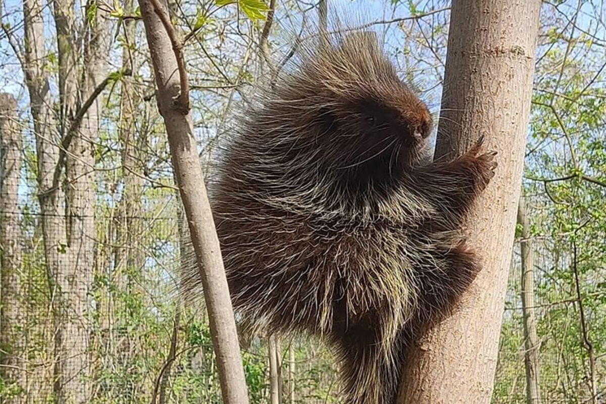 Aus Tierpark ausgebüxt: Schönebeck sucht nach flüchtigem Baumstachler!