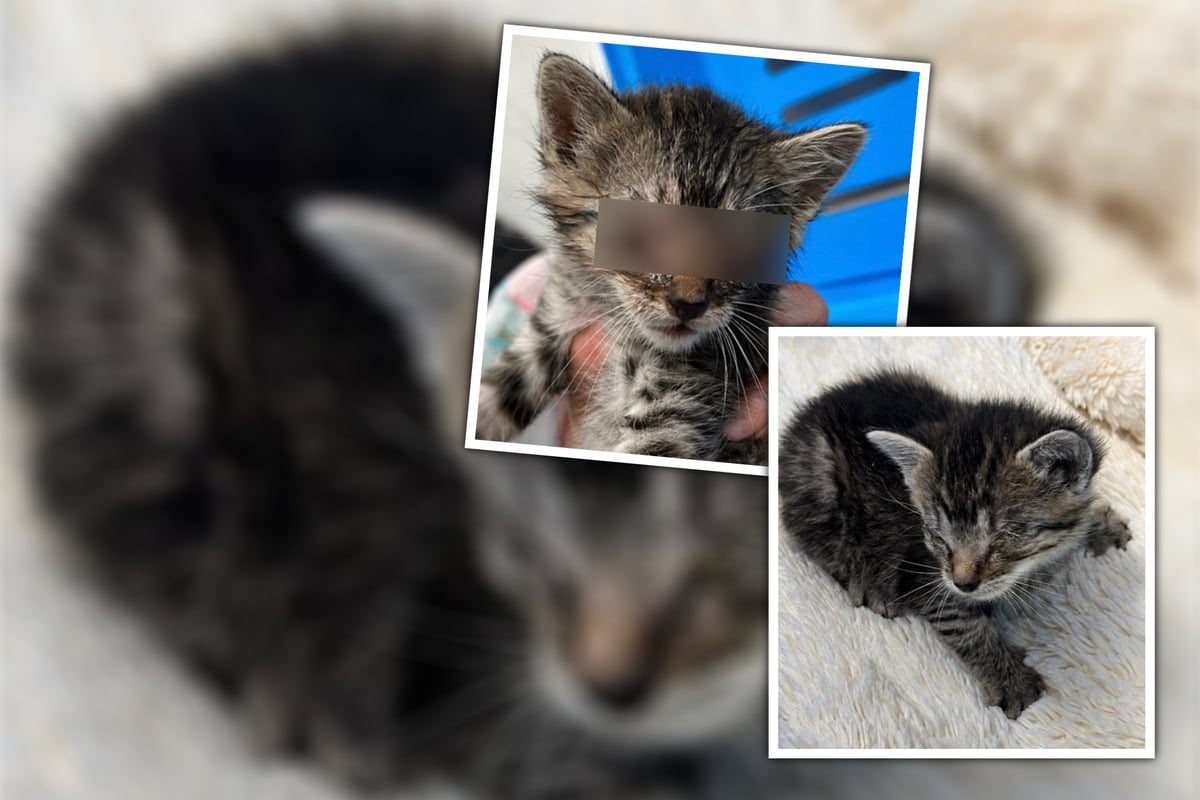 Von Mutter verstoßen: Stark verwahrlostes Katzenbaby hofft auf Hilfe