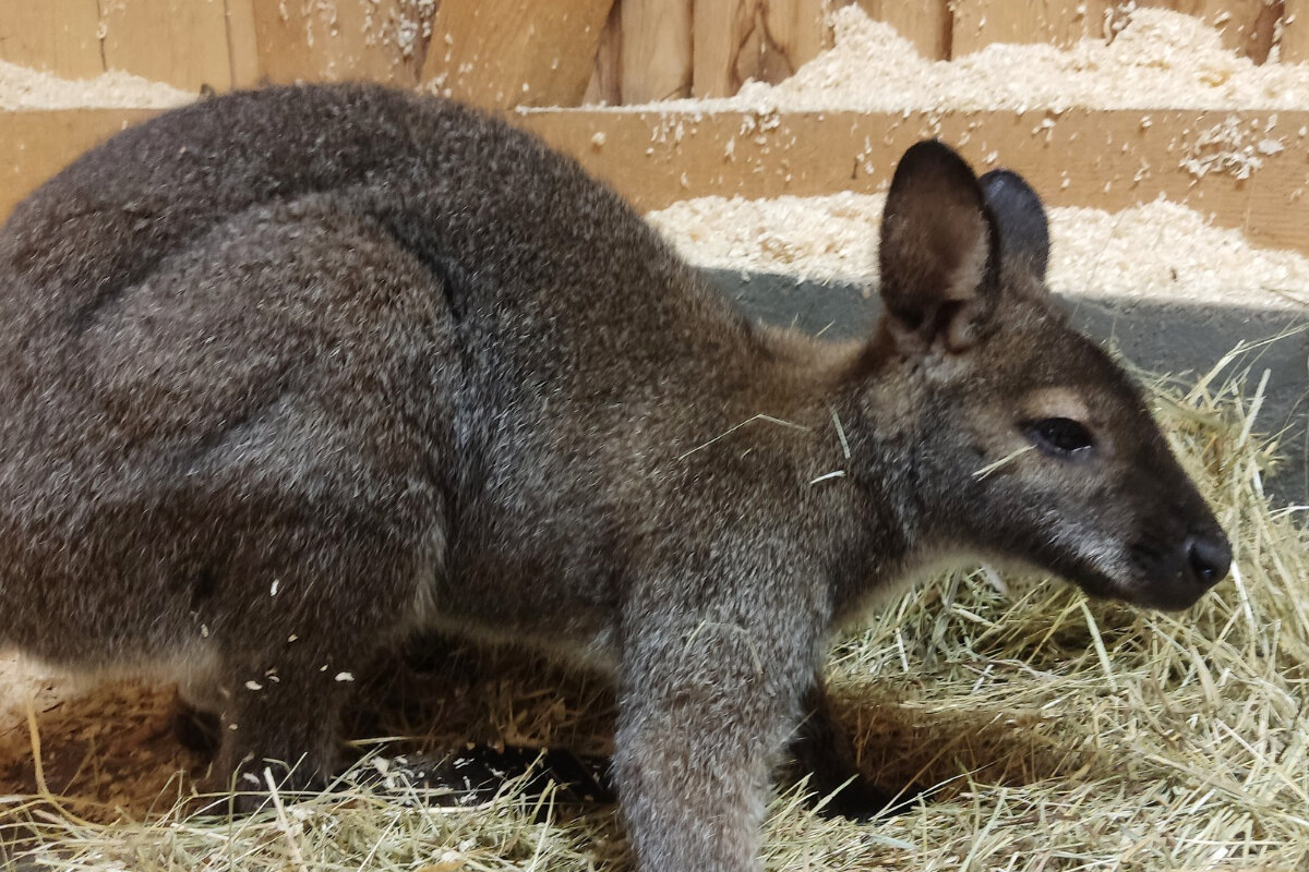 Drei-Wochen-wie-vom-Erdboden-verschluckt-Happy-End-f-r-H-pfer-Willi-