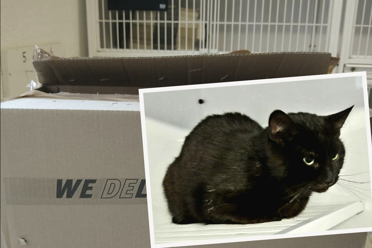 Katze in Pappkarton gesteckt, verklebt und weggeschmissen: Tierheim sucht die Täter!