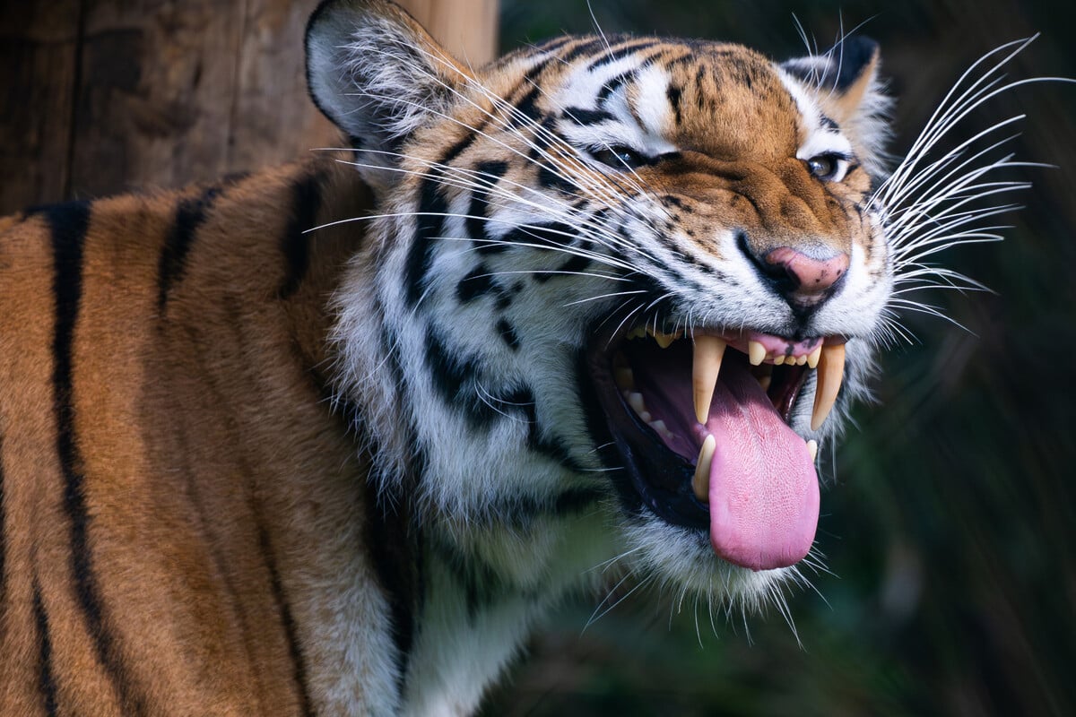 Tiger-f-llt-Pfleger-im-Gehege-an-wenig-sp-ter-ist-der-Mann-tot