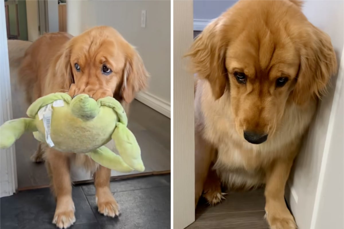 Golden-Retriever-ist-immer-traurig-Was-seine-Besitzer-dann-tun-ndert-alles