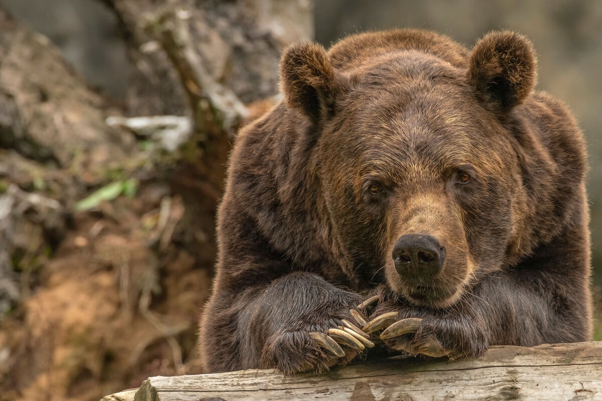 Three grizzly bears euthanized in Montana following contagious Bird Flu ...