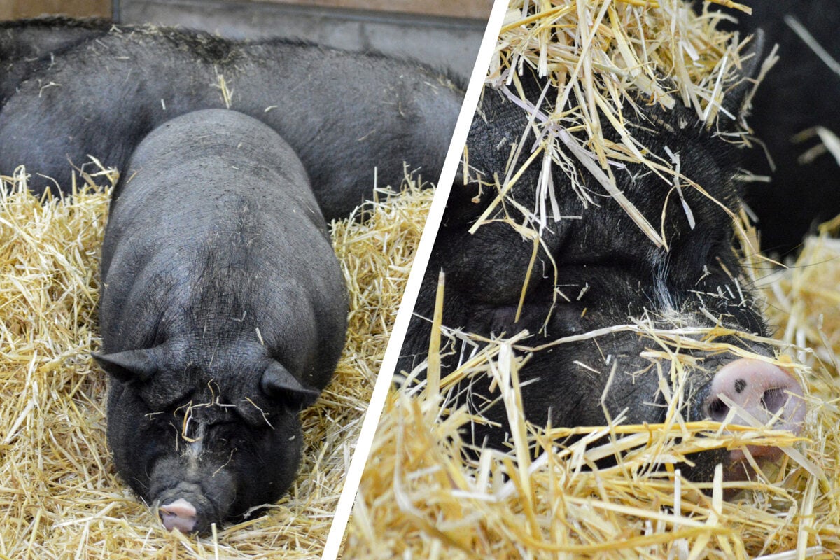 Asiatischer Bauernhof in der Wilhelma wächst: Hängebauchschweine ziehen ein