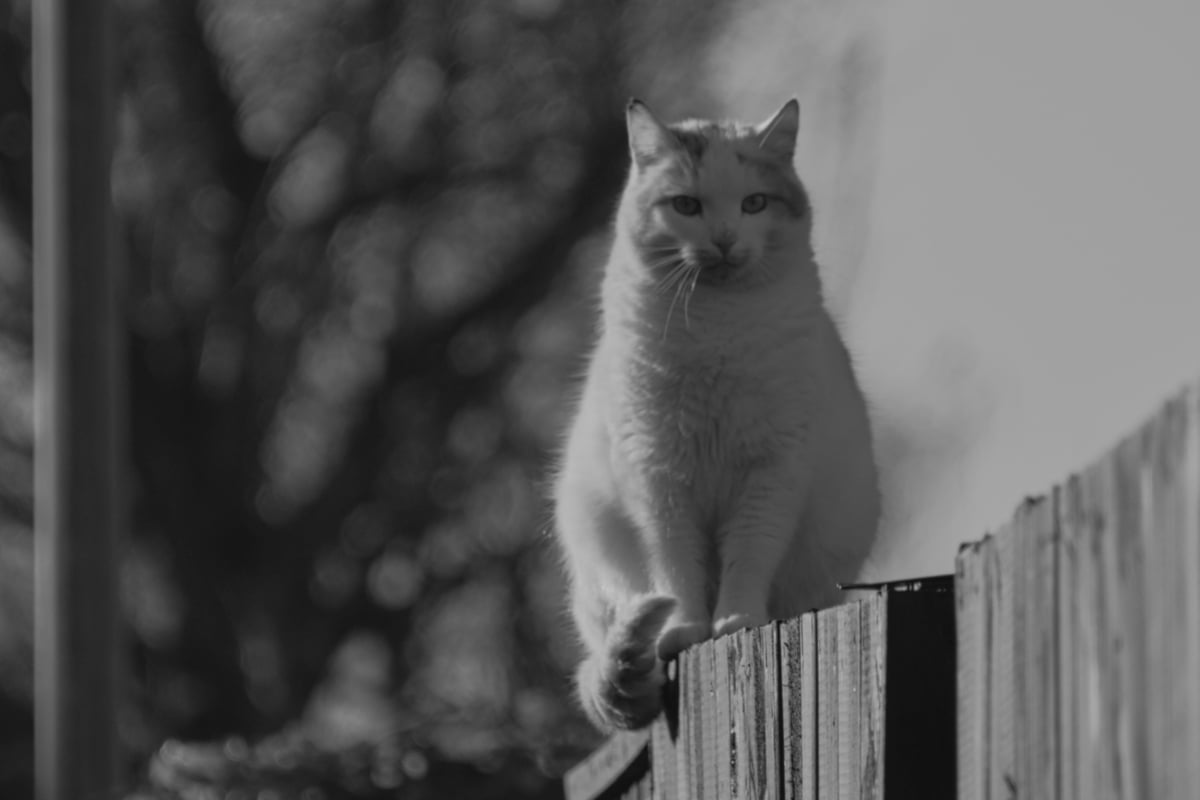 Tomcat breeds: Top 10