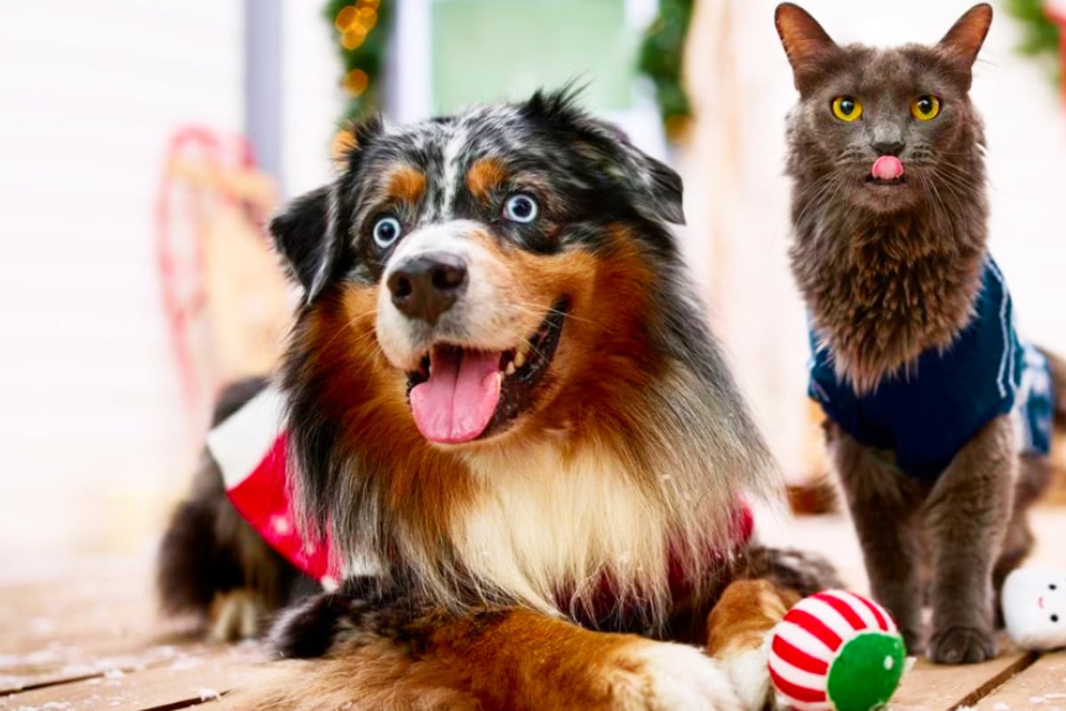 Your pets will go crazy for these special items at Chewy - TAG24